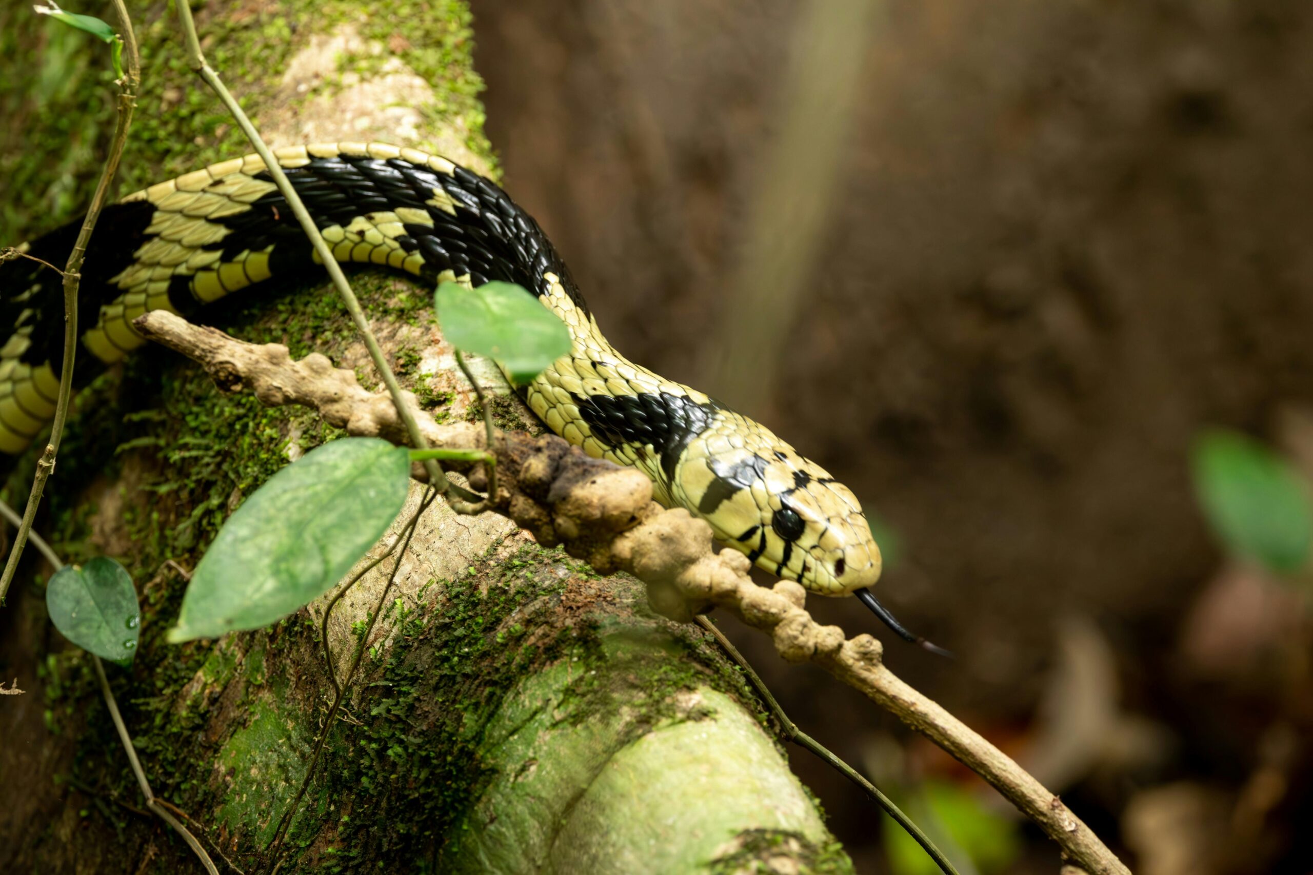 Detailed view of a bright-colored tropical chicken snake navigating a mossy tree branch.